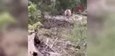 Son dakika: AYI İLE YAVRUSU KAMERADA