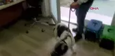 İL TARIM MÜDÜRÜ: YAKLAŞIK 2 BİN 500 KÖPEĞE ÇİP TAKILDI