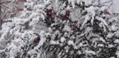 Van'da kar yağışı kartpostallık görüntüler oluşturdu