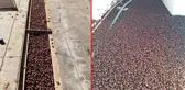 Arjantin'de gergedan böceği istilası! Kanalizasyonlar tıkandı, evlerin çatılarında hasar oluştu