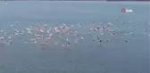 Flamingoların muhteşem kış dansı