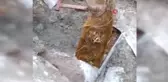 Su borusundan çıkan kök görenleri şaşırttı