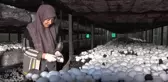 Yüzde 70 hibeyle mantar çiftliği kurarak kendi işinin patronu oldu