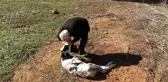 Aç kalan sokak köpekleri 5 günlük buzağıyı telef etti