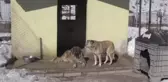 Barınakta 12 yılda 11 bin 