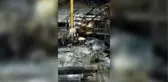 Kömür ocağına geyik girdi