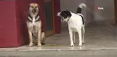 Şiddette maruz kalan köpek, öğrenci yurdunun maskotu oldu