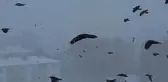 Tipiye yakalanan kuşların zor anları