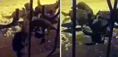 16 yaşındaki çocuk kaydetti! Köye inen aç kurt sürüsü köpeği böyle parçaladı