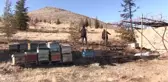 KAHRAMANMARAŞ - Bir kişi arı kovanlarının yakıldığı iddiasıyla şikayetçi oldu