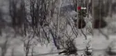 Kırmızı listede yer alan vaşak Tunceli'de görüntülendi