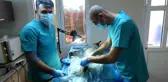 Veterinerler barınaklara teslim edilen yasaklı ırkları kısırlaştırmaya yetişemiyor