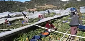 Antalya'da seraları bu defa poyraz fırtınası vurdu