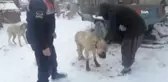 Av tüfeği ile vurulan kangal köpeği tedaviye alındı