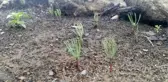 MANAVGAT'TA YANAN ORMANLAR, YEŞEREN TOHUMLARLA CAN BULUYOR