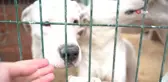 Hatay'da 162 yasaklı ırk köpek kısırlaştırıldı