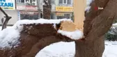 Mardin'de karın ağırlığına dayanamayan ağaç dalları kırıldı