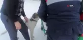 Yasaklı ırk köpek besleyene 29 bin lira ceza uygulandı