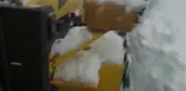 Doğum sırasında felç geçiren inek için ilçe seferber oldu