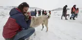 Kış koşullarında yiyecek bulmakta zorlanan sokak hayvanlarının imdadına yetiştiler