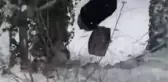 KIZAKLA KAYARKEN AĞACA ÇARPTI; O ANLAR KAMERADA