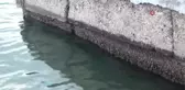 35 yıllık dalgıç Çavdar: 
