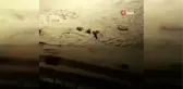 Aç kalan tilkiler şehir merkezine indi