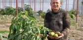 Mango ekeni zengin ediyor! Bahçede 40, markette 80 liradan satılıyor