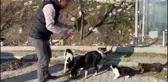 BALIKESİR - Marmara Belediye Başkanı Aksoy, sokak hayvanlarına mama verdi