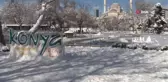 Buz tutan havuzda kuğulardan renkli görüntüler