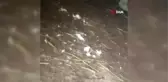 Kardan çatısı çöken ahırlardaki 20'nin üzerinde koyun ve 9 kuzu telef oldu