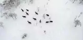 Türkiye'nin ilk fauna tanıtım alanındaki yaban hayvanlarına yem bırakıldı