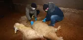 Çatı çökmesi sonucu 25 küçükbaş ile 2 büyükbaş hayvan telef oldu