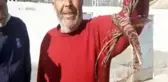 KUŞADASI'NDA İSTİLACI ASLAN BALIĞI YAKALANDI