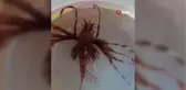 Kuşadası'nda zehirli aslan balığı yakalandı