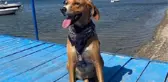 Son dakika haberleri! ŞİŞLİ'DE AÇIKTA BIRAKILAN ELEKTRİK KABLOLARI KÖPEĞİ ÖLDÜRDÜ