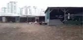Sokak köpekleri 4 koyunu telef etti