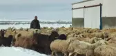 Çoban, koyunlarıyla birlikte kar esareti yaşadı! 4 gün boyunca aç ve susuz kaldılar