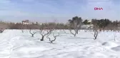 KAR YAĞIŞI ANTEPFISTIĞINDA REKOLTEYİ ARTIRACAK--