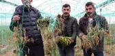 Mersin'i zirai don vurdu, seralarda ürün kalmadı