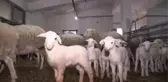 Üniversitedeki çiftlikte yılın ilk kuzuları dünyaya gözlerini açtı