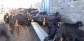 Görenler şaşırıyor... Kilis'te bir oğlak 