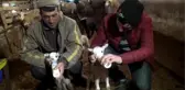 İKİZ KUZULARI BİBERONLA BESLİYORLAR