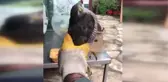 YARALI ATMACA VE PORSUĞA EKODOSD'TAN YARDIM ELİ