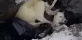 Son dakika: ERZİNCAN'DA BELEDİYENİN ÇÖP ALANINDAKİ ÖLÜ KÖPEKLERLE İLGİLİ SORUŞTURMA