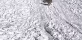 Kızağıyla köpeğe çarpmaktan son anda kurtuldu