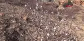 SİLİFKE'DE BADEM AĞAÇLARI ÇİÇEK AÇTI