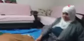 Altını bezleyip, biberonla besliyor... Erken doğduğu için gözleri görmeyen buzağıya evinde bebek gibi bakıyor