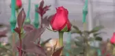 Kolombiya'nın çiçek seralarında 