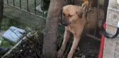 AVCILAR'DA BAŞI DEMİR PARMAKLIKLARA SIKIŞAN KÖPEK KURTARILDI